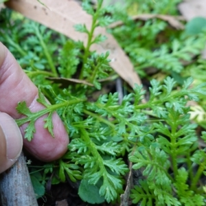 Leptinella filicula at Gourock National Park - 27 Mar 2024 11:36 AM
