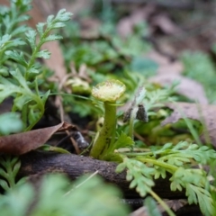 Leptinella filicula at Gourock National Park - 27 Mar 2024 11:36 AM