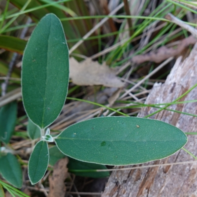 Olearia megalophylla (Large-leaf Daisy-bush) at Gourock National Park - 27 Mar 2024 by RobG1