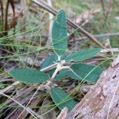 Olearia megalophylla at Gourock National Park - 27 Mar 2024