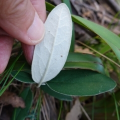 Olearia megalophylla at Gourock National Park - 27 Mar 2024