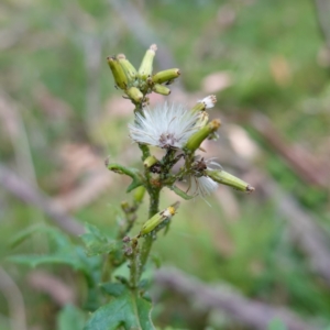 Senecio biserratus at Gourock National Park - 27 Mar 2024