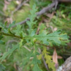 Senecio biserratus at Gourock National Park - 27 Mar 2024 11:53 AM