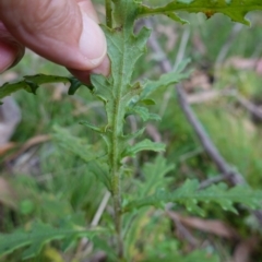 Senecio biserratus at Gourock National Park - 27 Mar 2024 11:53 AM