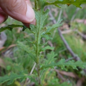 Senecio biserratus at Gourock National Park - 27 Mar 2024 11:53 AM