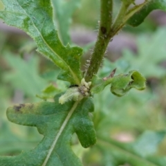 Senecio biserratus at Gourock National Park - 27 Mar 2024