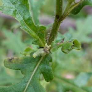 Senecio biserratus at Gourock National Park - 27 Mar 2024 11:53 AM