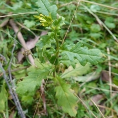 Senecio biserratus at Gourock National Park - 27 Mar 2024 11:53 AM