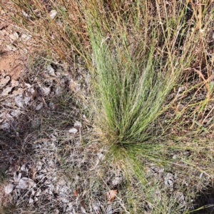 Nassella trichotoma at Mount Majura - 1 Apr 2024 11:29 AM