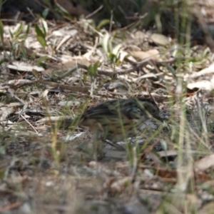 Pyrrholaemus sagittatus at Hall, ACT - 1 Apr 2024