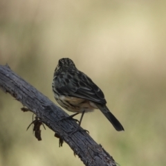 Pyrrholaemus sagittatus at Hall, ACT - 1 Apr 2024 01:04 PM