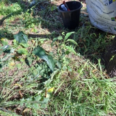 Celtis australis at Mount Majura - 1 Apr 2024 11:31 AM