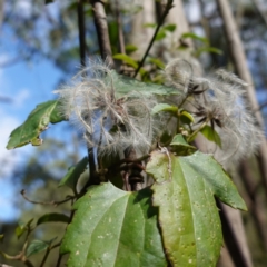 Clematis aristata (Mountain Clematis) at Anembo, NSW - 27 Mar 2024 by RobG1