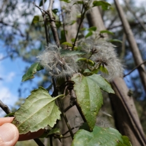 Clematis aristata at Anembo, NSW - 27 Mar 2024