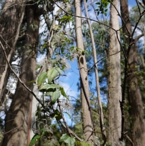 Clematis aristata at Anembo, NSW - 27 Mar 2024