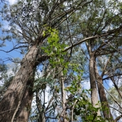 Clematis aristata at Anembo, NSW - 27 Mar 2024