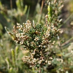 Acrothamnus hookeri (Mountain Beard Heath) at Anembo, NSW - 27 Mar 2024 by RobG1