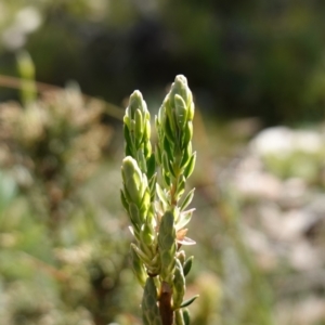 Acrothamnus hookeri at Tallaganda National Park - 27 Mar 2024