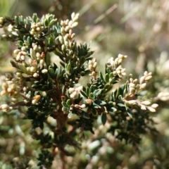 Acrothamnus hookeri at Tallaganda National Park - 27 Mar 2024 12:10 PM