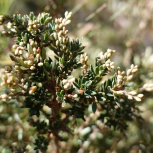 Acrothamnus hookeri at Tallaganda National Park - 27 Mar 2024 12:10 PM