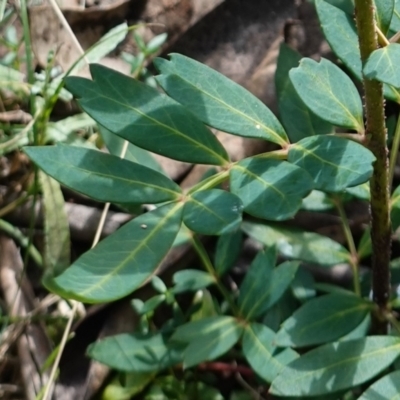 Polyscias sambucifolia subsp. Short leaflets (V.Stajsic 196) Vic. Herbarium (Elderberry Panax, Ornamental Ash, Elderberry Ash) at Tallaganda National Park - 27 Mar 2024 by RobG1