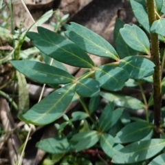 Polyscias sambucifolia subsp. Short leaflets (V.Stajsic 196) Vic. Herbarium (Elderberry Panax, Ornamental Ash, Elderberry Ash) at Tallaganda National Park - 27 Mar 2024 by RobG1