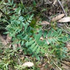 Polyscias sambucifolia subsp. Short leaflets (V.Stajsic 196) Vic. Herbarium at Tallaganda National Park - 27 Mar 2024 12:28 PM