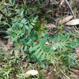 Polyscias sambucifolia subsp. Short leaflets (V.Stajsic 196) Vic. Herbarium at Tallaganda National Park - 27 Mar 2024
