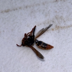 Polistes (Polistella) humilis (Common Paper Wasp) at Gilmore, ACT - 1 Apr 2024 by Melmo