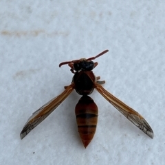 Polistes (Polistella) humilis at Gilmore, ACT - 1 Apr 2024 03:56 PM