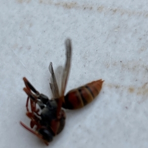 Polistes (Polistella) humilis at Gilmore, ACT - 1 Apr 2024 03:56 PM