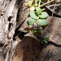 Labium sp. (genus) at Anembo, NSW - 27 Mar 2024 by RobG1