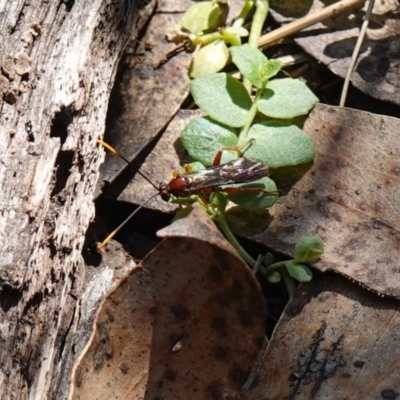 Labium sp. (genus) at Tallaganda National Park - 27 Mar 2024 by RobG1