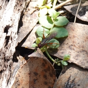 Labium sp. (genus) at Tallaganda National Park - 27 Mar 2024