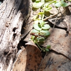 Labium sp. (genus) at Tallaganda National Park - 27 Mar 2024