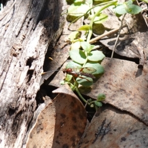 Labium sp. (genus) at Tallaganda National Park - 27 Mar 2024