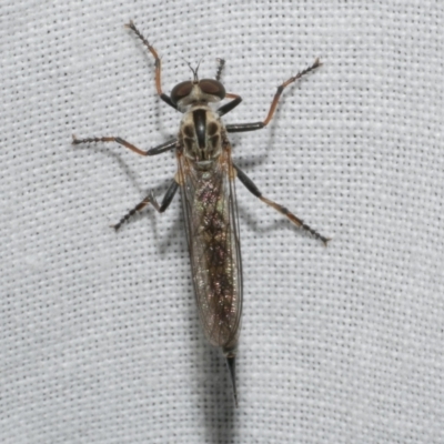 Unidentified Robber fly (Asilidae) at Freshwater Creek, VIC - 11 Feb 2024 by WendyEM