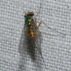 Unidentified Long-legged Fly (Dolichopodidae) at Freshwater Creek, VIC - 11 Feb 2024 by WendyEM
