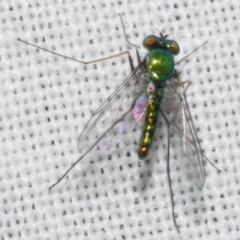 Sciapodinae (subfamily) (A long-legged fly) at Freshwater Creek, VIC - 12 Feb 2024 by WendyEM