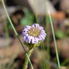 Lagenophora stipitata (Common Lagenophora) at Anembo, NSW - 27 Mar 2024 by RobG1