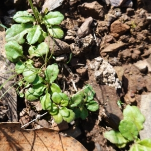 Lagenophora stipitata at Tallaganda National Park - 27 Mar 2024