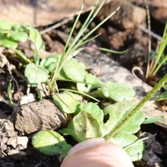 Lagenophora stipitata at Tallaganda National Park - 27 Mar 2024