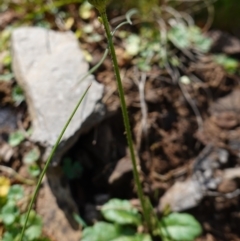 Lagenophora stipitata at Tallaganda National Park - 27 Mar 2024