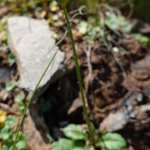 Lagenophora stipitata at Tallaganda National Park - 27 Mar 2024