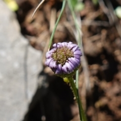 Lagenophora stipitata at Tallaganda National Park - 27 Mar 2024