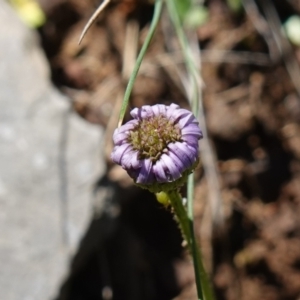 Lagenophora stipitata at Tallaganda National Park - 27 Mar 2024