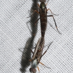 Diptera (order) at Freshwater Creek, VIC - 11 Feb 2024 by WendyEM