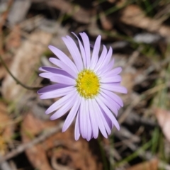 Brachyscome spathulata (Coarse Daisy, Spoon-leaved Daisy) at Anembo, NSW - 27 Mar 2024 by RobG1