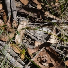Brachyscome spathulata at Gourock National Park - 27 Mar 2024