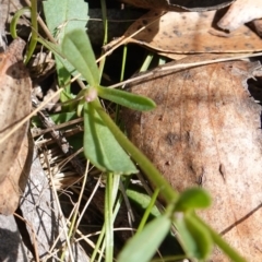 Brachyscome spathulata at Gourock National Park - 27 Mar 2024